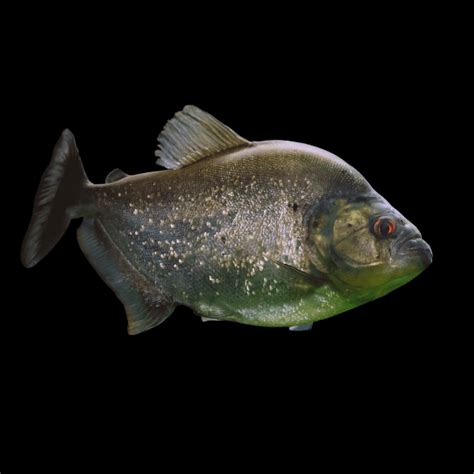 Serrasalmus rhombeus (Black Piranha/Rhom) — .